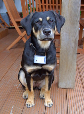 http://www.mr-lee-catcam.de/PICS/U_DOGCAM1.JPG